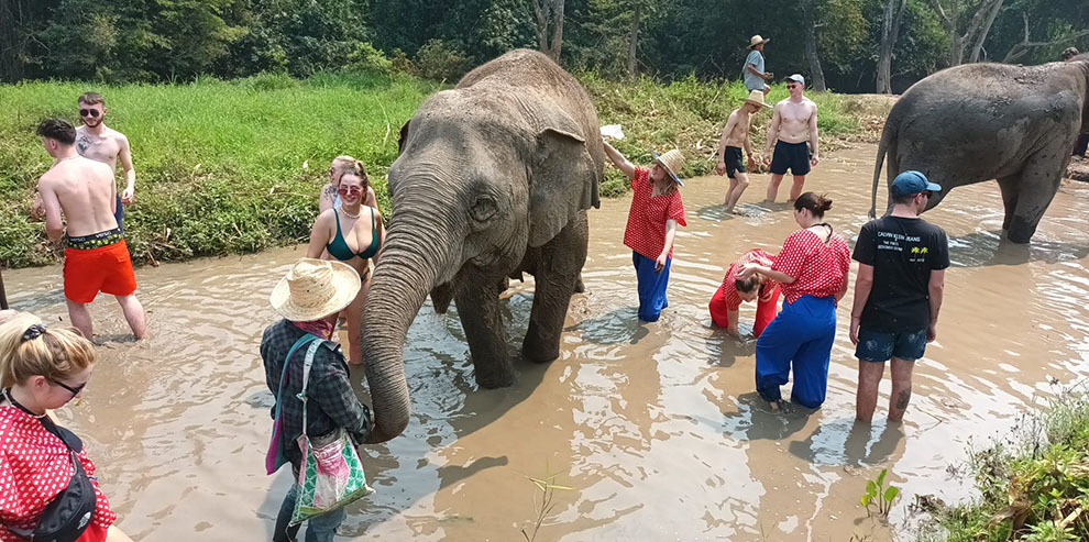 elephant-bath